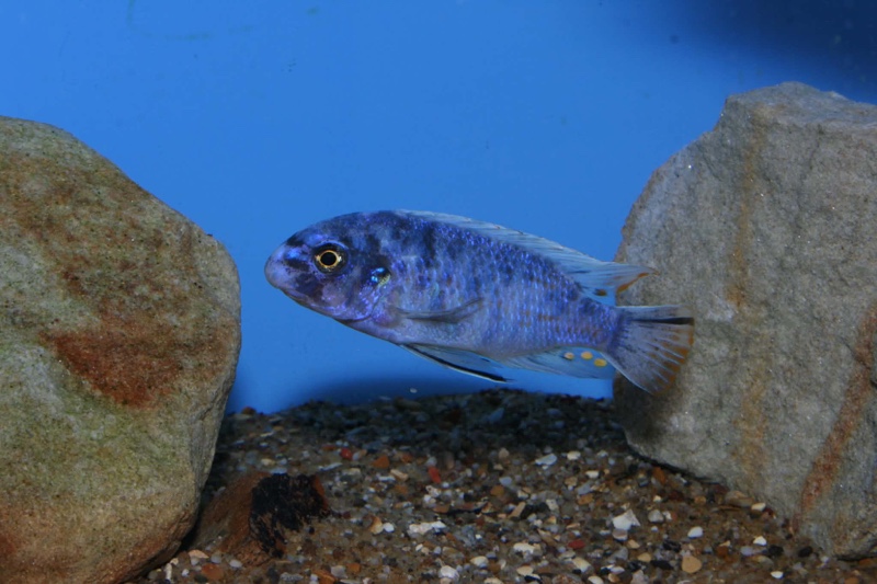Labeotropheus fuelleborni 'Nkanda'